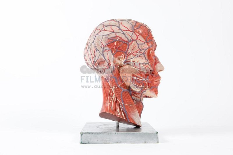 Anatomical Half Head